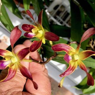 Hono Hono Orchid wallpaper