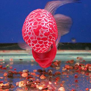 Flowerhorn wallpaper