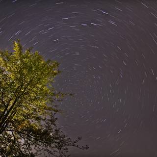 Tree night star trail wallpaper