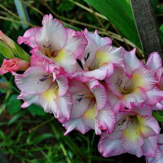 Pink and yellow Gladiolus wallpaper
