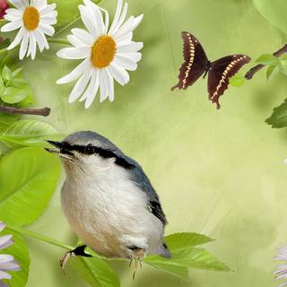 Bird blossom butterfly wallpaper