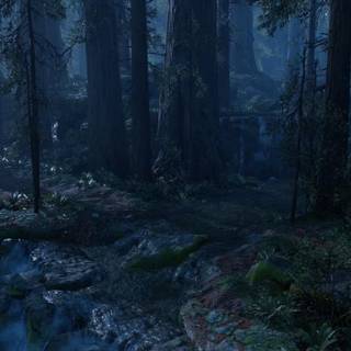 Forest night wallpaper