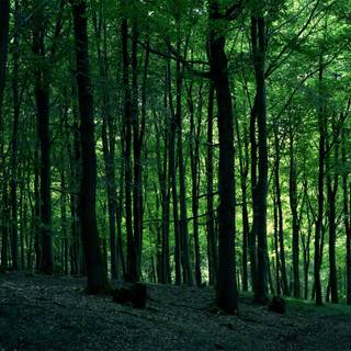 Forest trees wallpaper