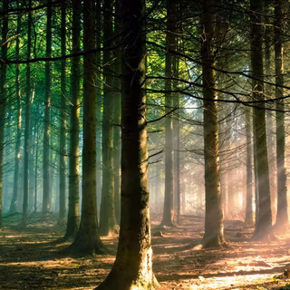 Forest trees wallpaper