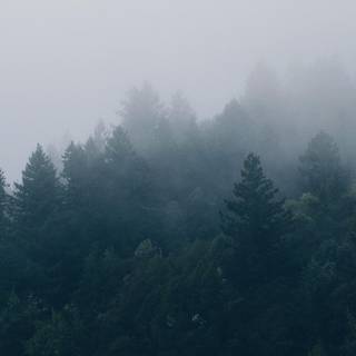 Forest trees wallpaper