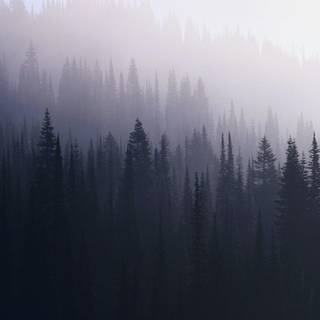 Forest trees wallpaper