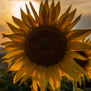 Sunflowers at sunset wallpaper