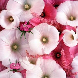 Pink Hollyhocks wallpaper