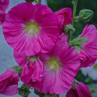 Pink Hollyhocks wallpaper
