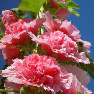 Pink Hollyhocks wallpaper