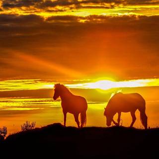 Sunset nature wallpaper