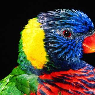 Colorful parrot wallpaper