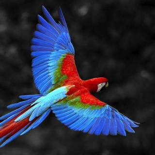 Colorful parrot wallpaper