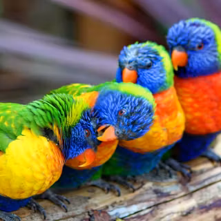 Colorful parrot wallpaper
