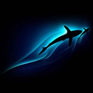 Shark Week wallpaper