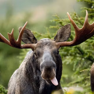 Moose wallpaper