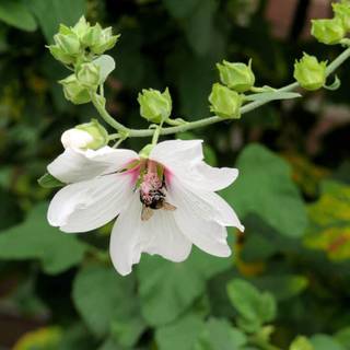 Lavatera Trimestris wallpaper