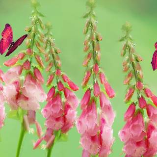 Foxgloves wallpaper