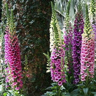 Foxgloves wallpaper