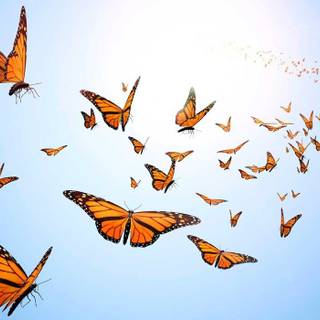 Butterfly flying wallpaper