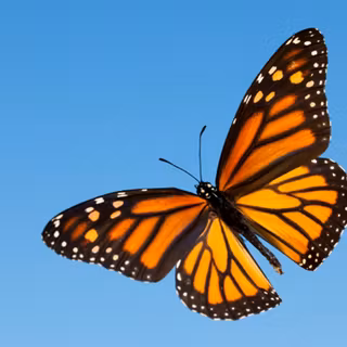 Butterfly flying wallpaper