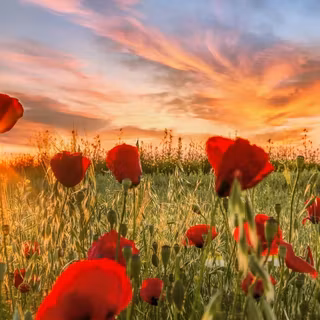 Poppy field at sunset wallpaper