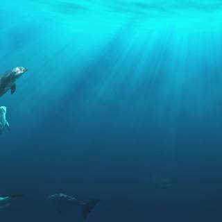 Dolphins underwater wallpaper