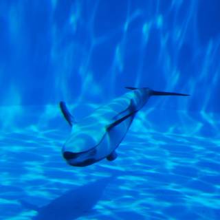 Dolphins underwater wallpaper