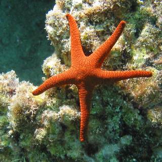 Starfish ocean underwater wallpaper