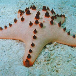 Starfish ocean underwater wallpaper