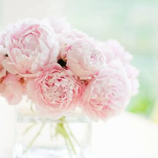 Pink Peonies flowers wallpaper