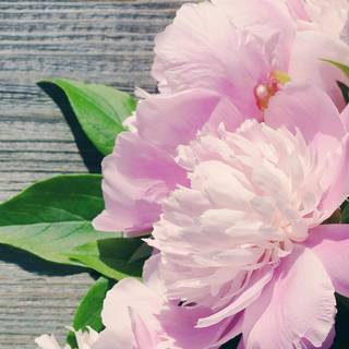 Pink Peonies flowers wallpaper