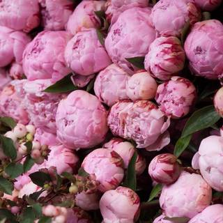 Pink Peonies flowers wallpaper