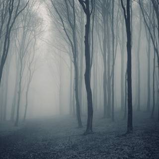 Misty forest wallpaper