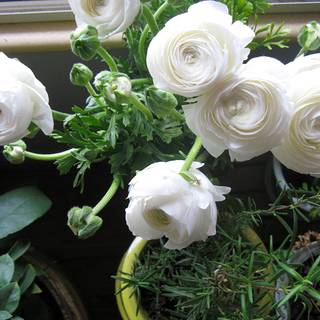 White Ranunculus wallpaper