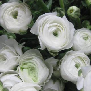 White Ranunculus wallpaper