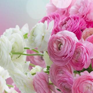 White Ranunculus wallpaper