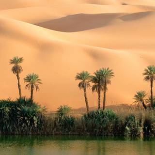 Desert oasis wallpaper
