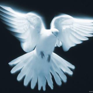 White doves wallpaper