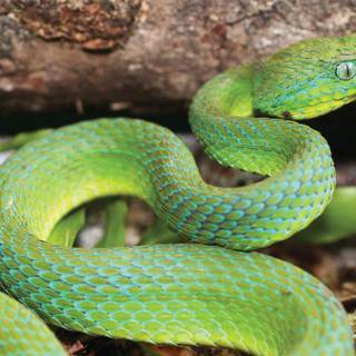 Venomous snakes wallpaper