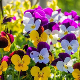 Pansy flowers wallpaper