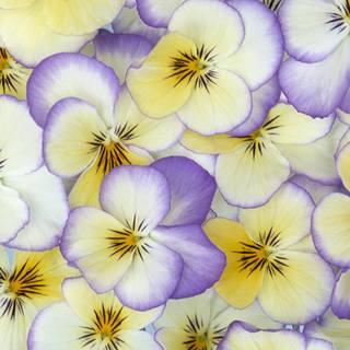 Pansy flowers wallpaper