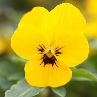 Pansy flowers wallpaper