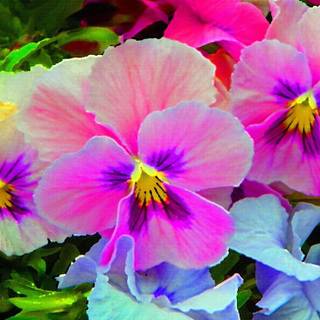 Pansy flowers wallpaper