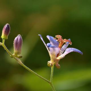 Blossoms berries bug wallpaper