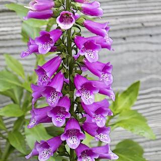 Violet Foxgloves wallpaper