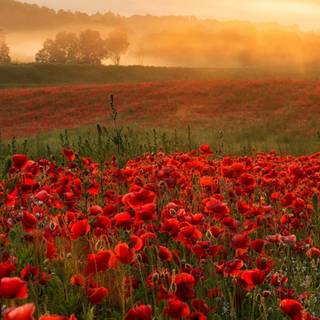 Poppy fields at sunset wallpaper