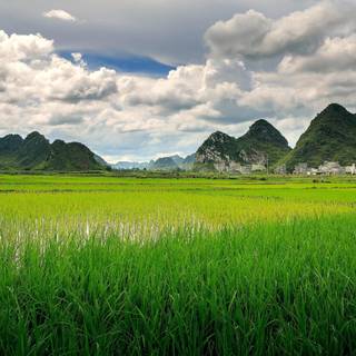 Verbena field Guizhou China wallpaper