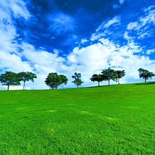 Trees field wallpaper