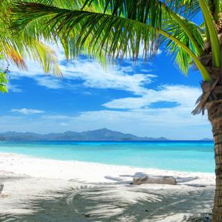 Paradise under the sea wallpaper